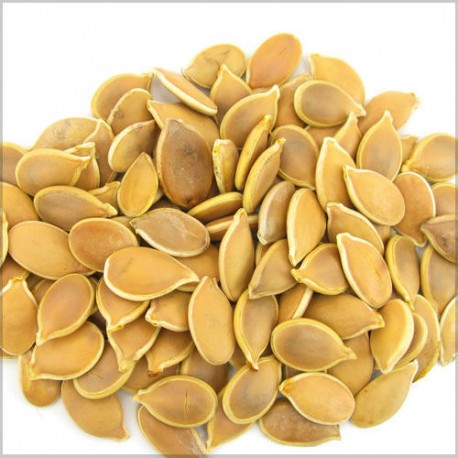 Pumpkin Seed